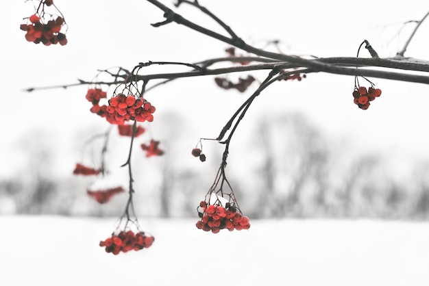 Cranberry-Winterbaum