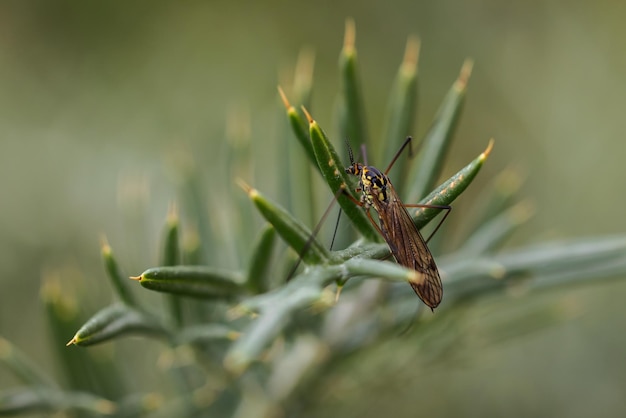 Crane fly é um nome comum que se refere a qualquer membro da família de insetos Tipulidae