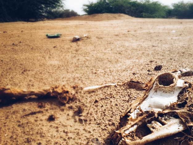 Foto el cráneo de un animal en la arena