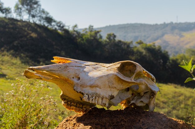 Foto cráneo de un animal bovino en el campo encima de la hierba en un día soleado con el cielo azul