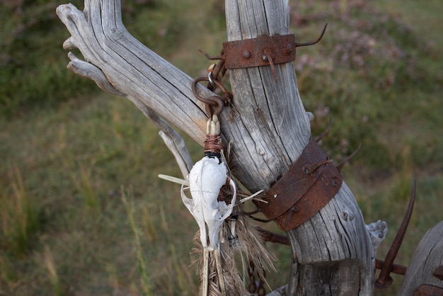 Cráneo de animal colgando de un palo viejo