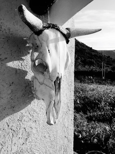 Foto el cráneo de un animal colgando de la pared