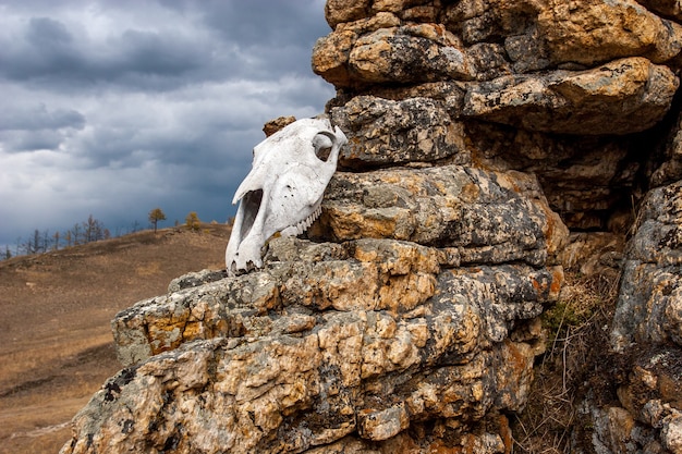 El cráneo del animal yace sobre las piedras.