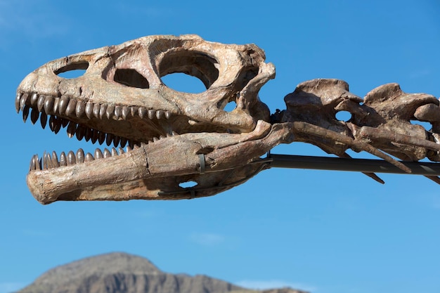 Cráneo de cabeza de dinosaurio y cielo azul Ischigualasto