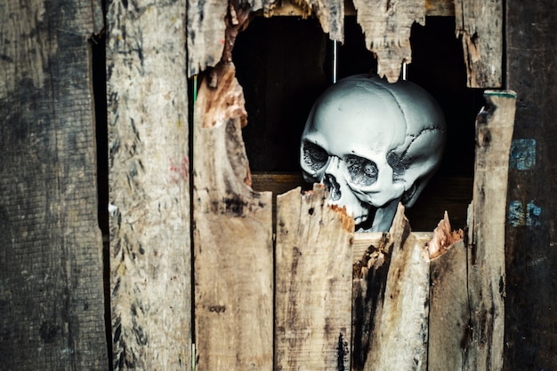 Cráneo en caja de madera