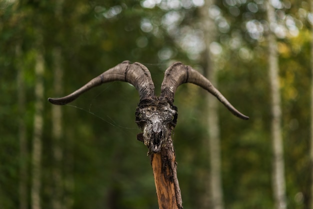 Foto cráneo de carnero en un poste en el bosque