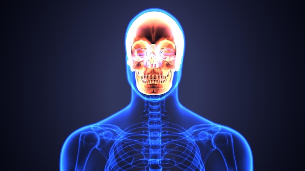 cráneo humano y dientes anatomía ilustración 3D