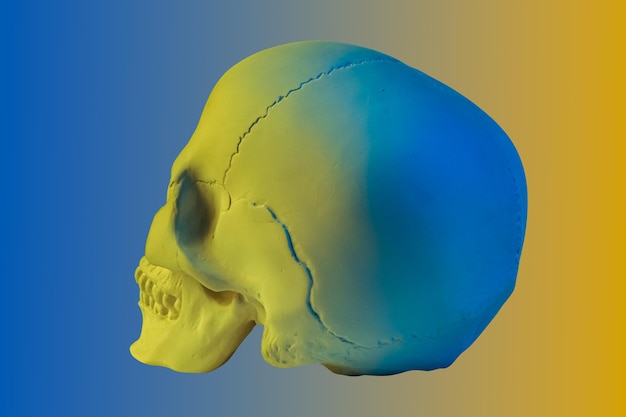 Cráneo humano de yeso amarillo azul aislado sobre fondo colorido Cráneo modelo de muestra de yeso para estudiantes de escuelas de arte Anatomía de ciencia forense y concepto de educación artística Mockup para diseño de dibujo