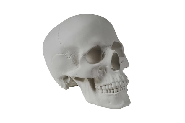 Cráneo humano de yeso sobre fondo blanco aislado con trazado de recorte Cráneo modelo de muestra de yeso para estudiantes de escuelas de arte Anatomía de ciencia forense y concepto de educación artística Mockup para dibujar
