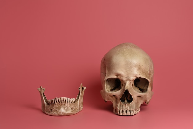 Cráneo con mandíbula sobre fondo rosa