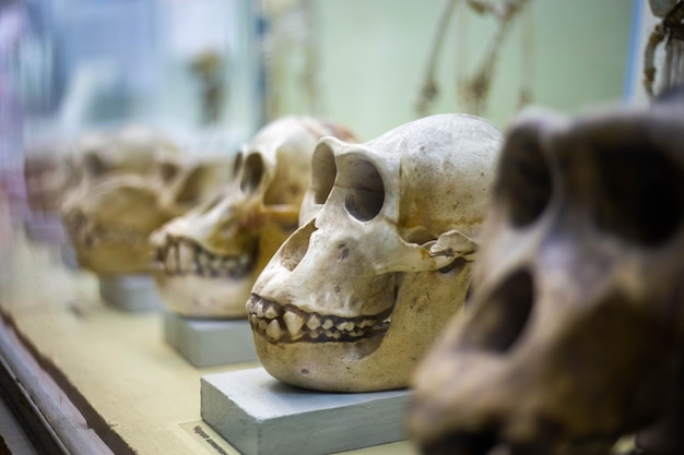 Cráneo de un mono antiguo en un museo de la naturaleza