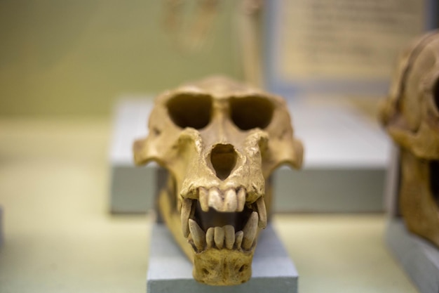 Cráneo de un mono antiguo en un museo de la naturaleza