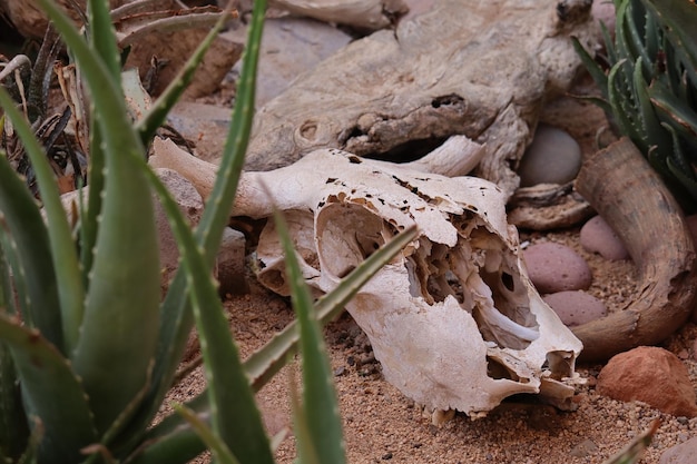 Un cráneo de vaca en el desierto