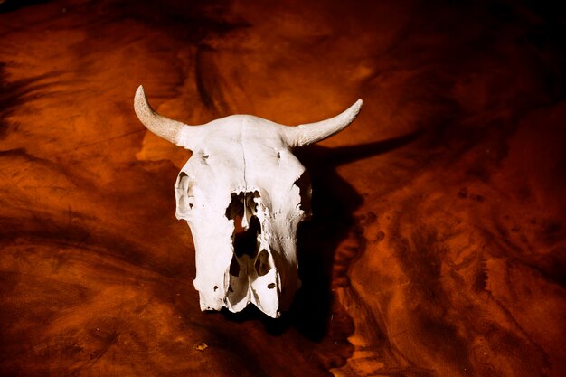 Foto cráneo de una vaca en una escena roja ardiente