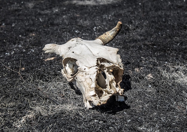 El cráneo de una vaca en una tierra quemada