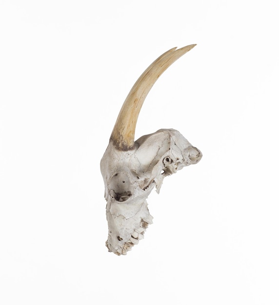 Foto crânio com chifres de cabra isolados