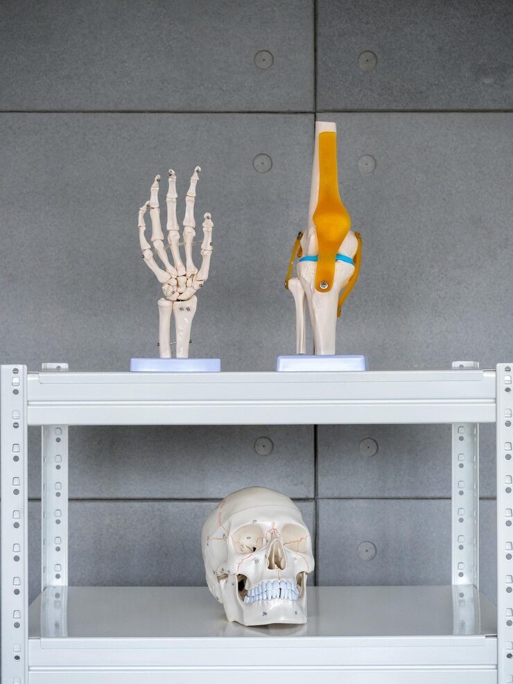 Foto crânio de anatomia humana branca com números médicos modelo de ossos de mão e joelho na prateleira no estilo vertical de fundo de cimento visão científica esqueleto de cabeça humana ciência conceito médico físico