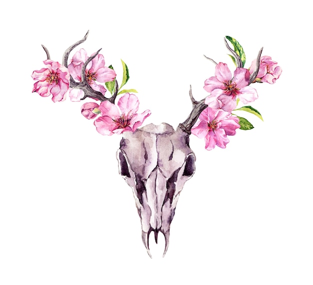 Crânio de animal de veado com flores cor de rosa desabrochando, flor de cerejeira. Aquarela