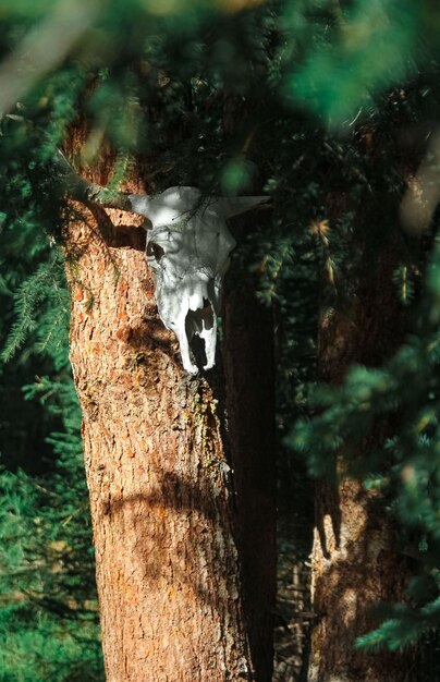 Foto crânio de bruxaria de touro na árvore. lugar místico oculto na profunda floresta de abetos de altay