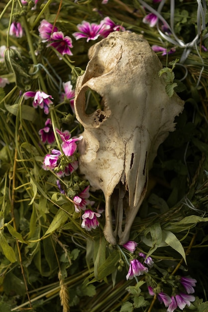 Foto crânio de cabra com flores na grama