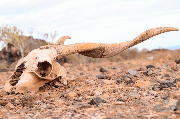 Crânio de cabra seco na rocha Deserto das Ilhas Canárias Espanha