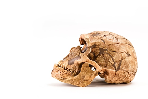 crânio de homem pré-histórico Crânio de homo neanderthalensis isolado no fundo branco com espaço