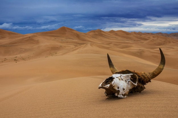 Crânio de touro no deserto de areia e nuvens de tempestade