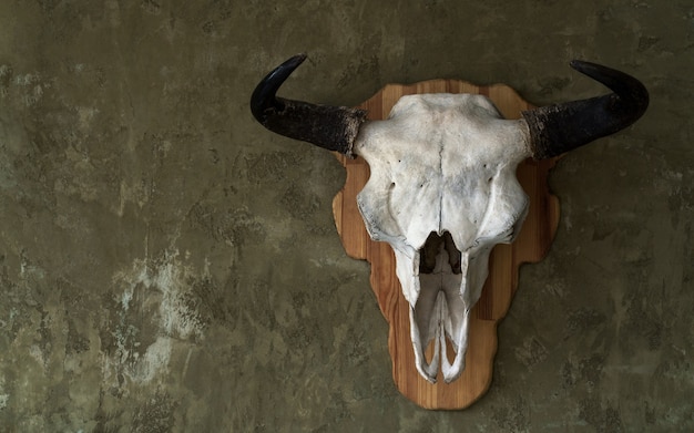 Foto crânio de touro pendurado na parede