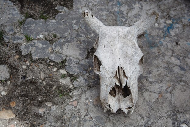 Crânio de vaca em chão de pedra rachado. Ossos de animais.