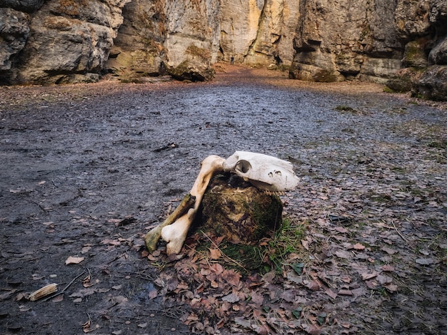 Crânio de vaca no chão na entrada da caverna. Mau sentimento, escolha do conceito de caminho.