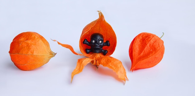 Crânio e physalis de decoração de halloween e outono