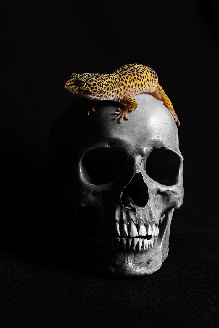 Foto crânio humano com uma lagartixa em fundo preto