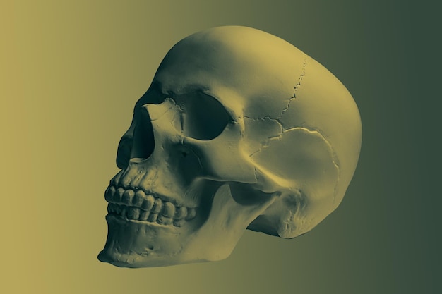 Crânio humano de gesso de cor bronze isolado em fundo colorido Modelo de crânio de amostra de gesso para estudantes de escolas de arte Anatomia de ciência forense e conceito de educação artística Maquete para desenho de design