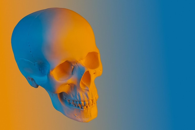 Crânio humano de gesso laranja azul isolado em fundo colorido. Modelo de caveira de gesso para estudantes de escolas de arte. Ciência forense, anatomia e conceito de educação artística. Maquete para o projeto de desenho.