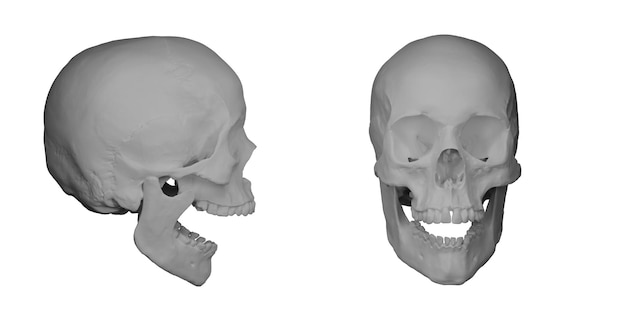 Página 2  Fotos Osso Mandibula Humana, 76.000+ fotos de arquivo