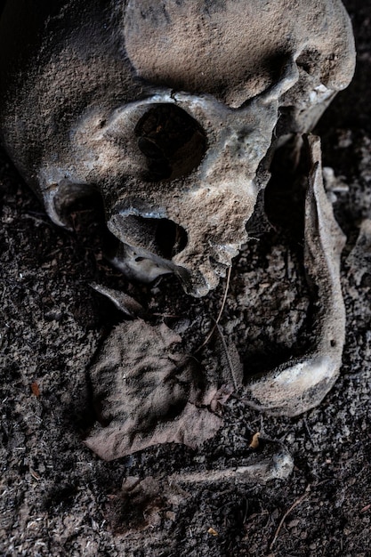 Crânio humano permanece na terra