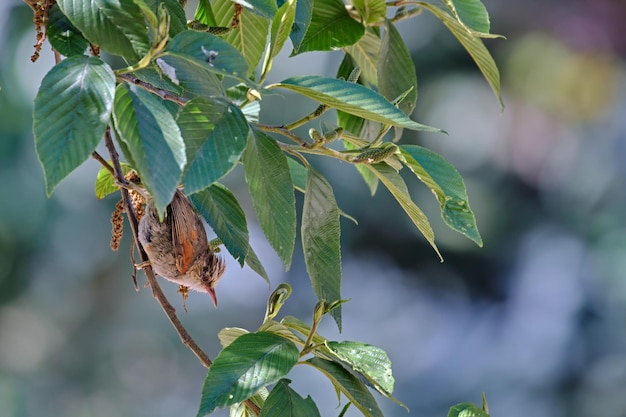 Cranioleuca albicapilla rabo-de-espinho com crista cremosa