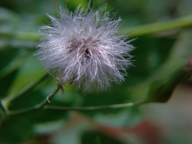 Foto crassocephalum crepidioides oder getrocknete sintrongblüte