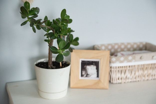 Crassula-Blume im Kinderzimmer mit Holzrahmenlicht und Öko-Minimalismus-Konzept