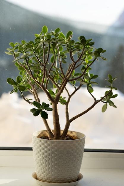 Crassula crece en una maceta en el alféizar de la ventana