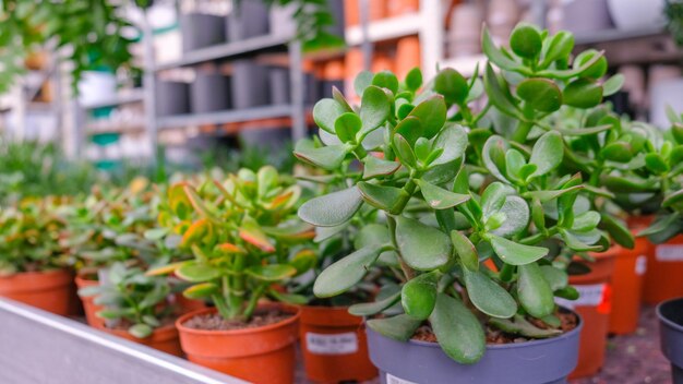 Foto crassula de pôr-do-sol para cultivo interior e decoração interior em vasos numa florista