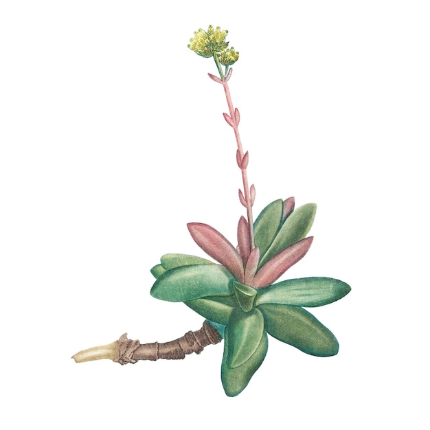 Crassula Obvallata durchsichtig png