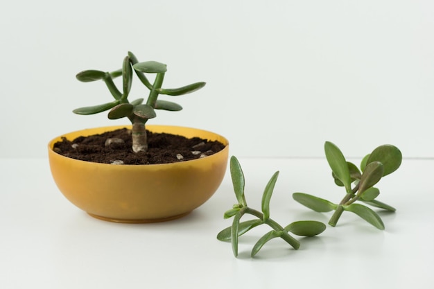 Crassula ovata comprimida caseira para futuros bonsai e estacas em pote baixo redondo e sobre fundo branco