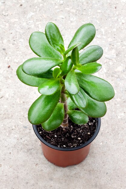 Foto crassula ovata em um vaso de flores