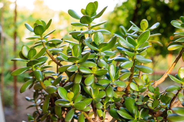 Crassula ovata Jade Planta Dinheiro Planta Amizade Árvore Dólar Planta Pigmyweeds