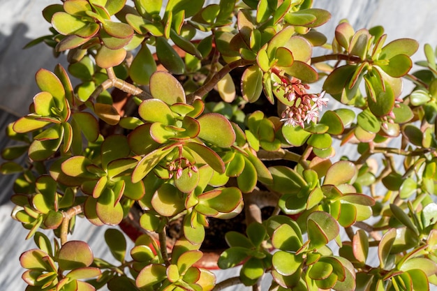 Crassula ovata Jade planta o árbol del dinero closeup