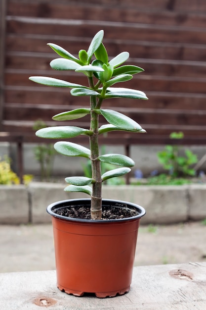 Crassula ovata en una maceta