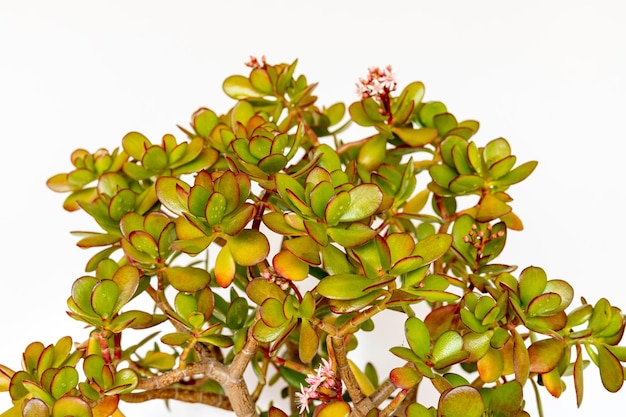 Crassula ovata planta con flores sobre fondo blanco aislado