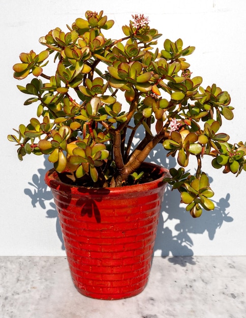 Foto crassula ovata planta jade árvore do dinheiro em pote vermelho