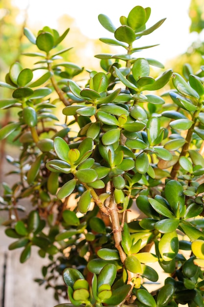 Foto crassula ovata planta de jade planta del dinero árbol de la amistad planta del dólar pigmyweeds